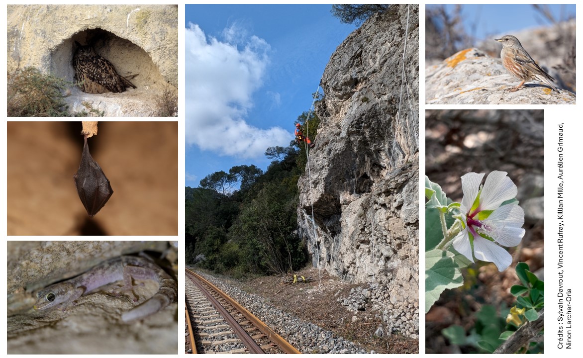 Webinaire_I-RISK-ALP_Biodiversite-travaux-falaise